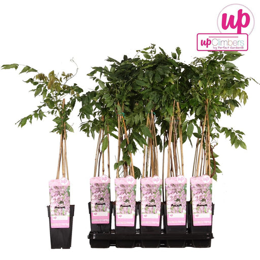 Wisteria Floribunda 'Rosea' - ↨65Cm - Ø15