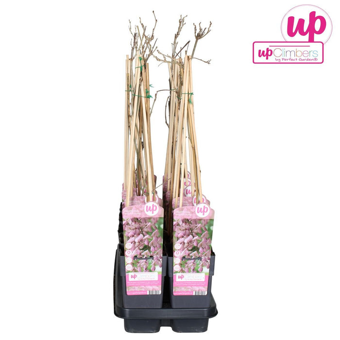 Wisteria Floribunda 'Rosea' - ↨65Cm - Ø15