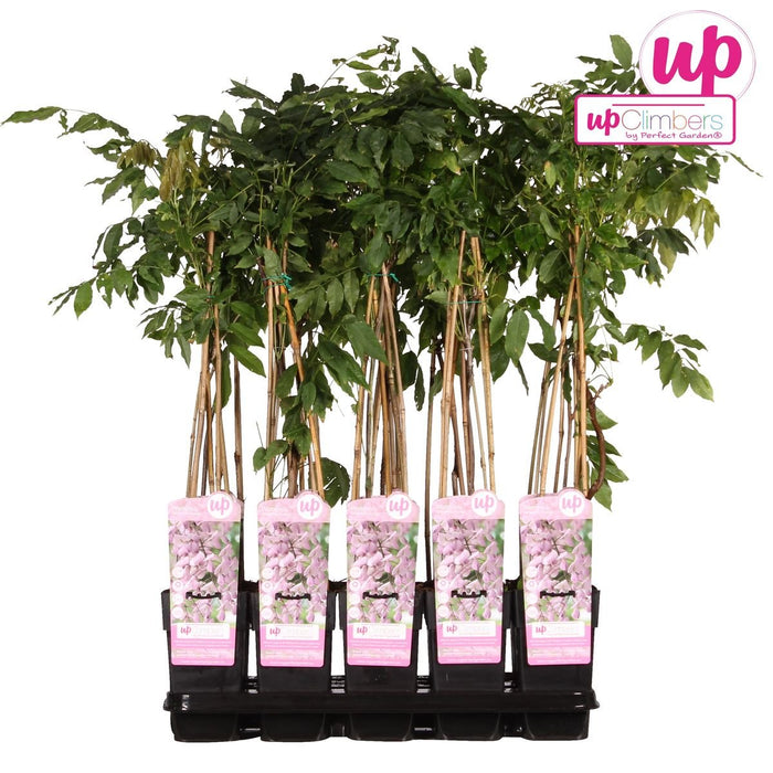 Wisteria Floribunda 'Rosea' - ↨65Cm - Ø15