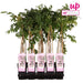 Wisteria Floribunda 'Rosea' - ↨65Cm - Ø15