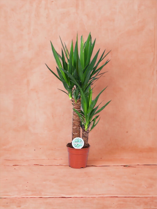 Yucca
