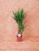 Yucca