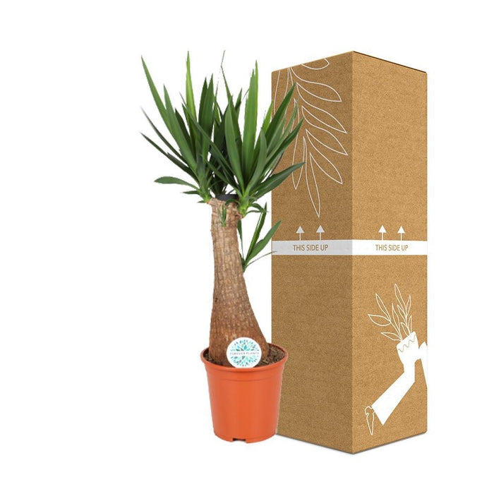 Yucca