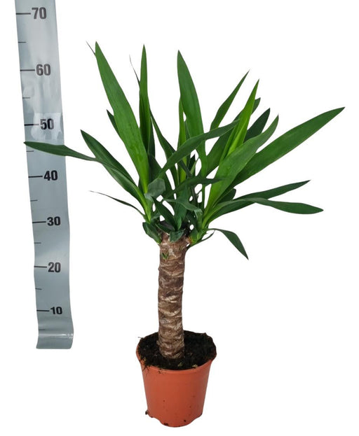 Yucca