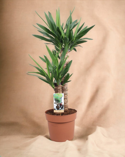 Yucca