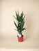 Yucca