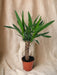 Yucca