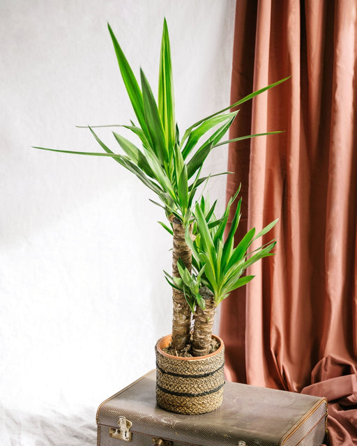 Indendørs Yucca