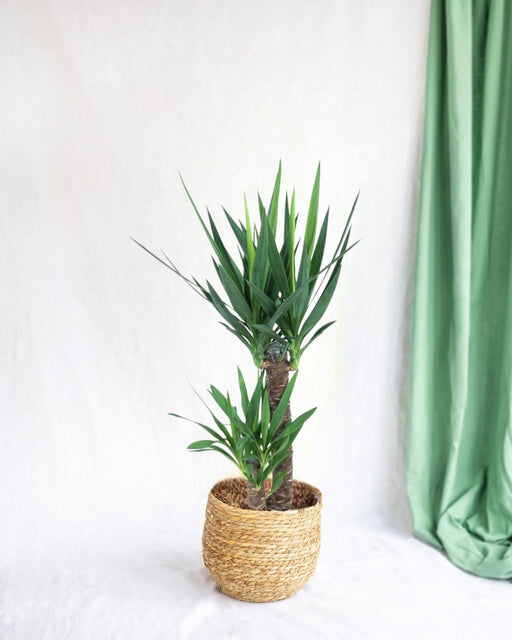 Indendørs Yucca