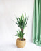 Indendørs Yucca