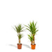Yucca, Dracaena, Duo Of Plants H90Cm