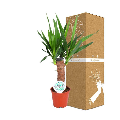Yucca Elephantipes