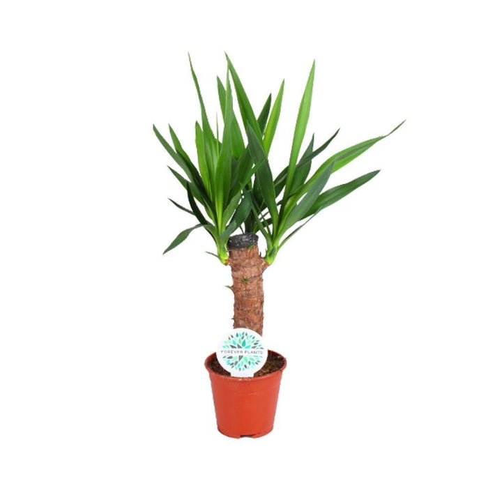 Yucca Elephantipes