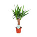 Yucca Elephantipes