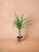 Yucca Elephantipes