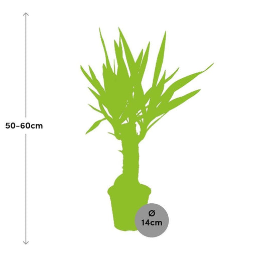 Yucca Elephantipes