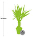 Yucca Elephantipes