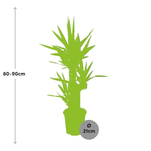 Yucca Elephantipes