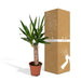 Yucca H40Cm