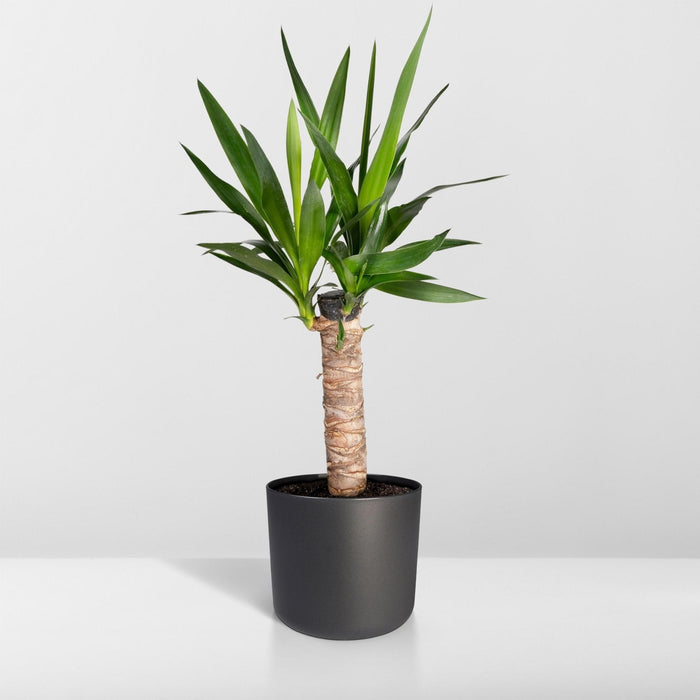 Yucca H40Cm