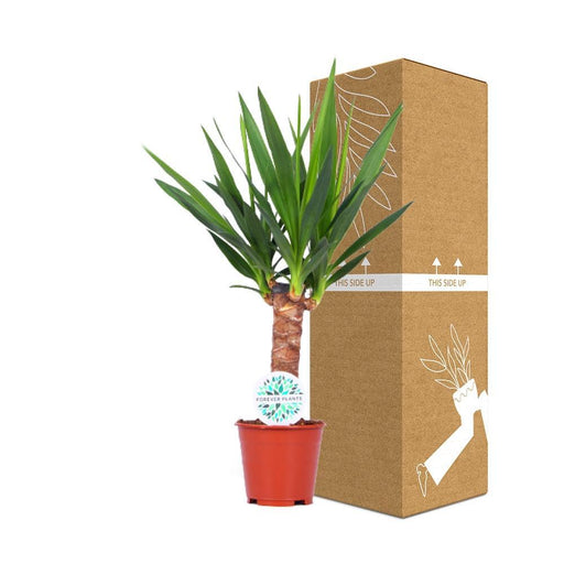 Yucca - Elefanten