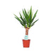 Yucca - Elefanten