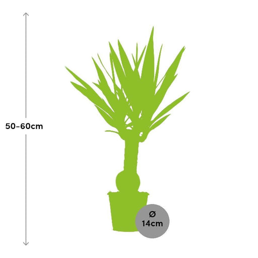 Yucca - Elefanten