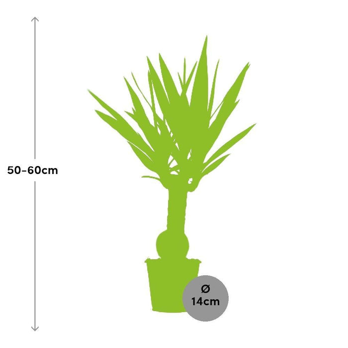 Yucca - Elefanten