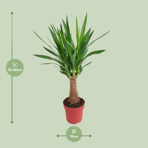 Yucca Maya Træ