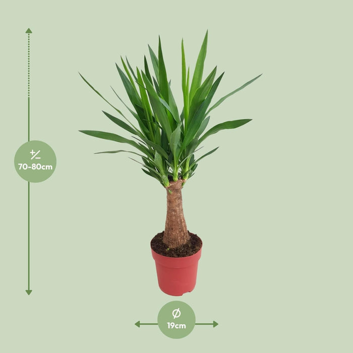 Yucca Maya Træ
