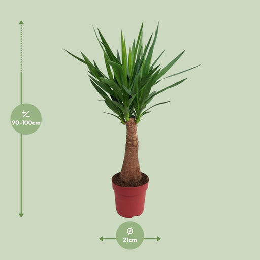 Yucca "Maya Tree" 40Stam P21 - Ø21Cm - ↕100Cm