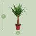 Yucca "Maya Tree" 40Stam P21 - Ø21Cm - ↕100Cm
