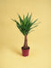 Yucca "Maya Tree" 40Stam P21 - Ø21Cm - ↕100Cm