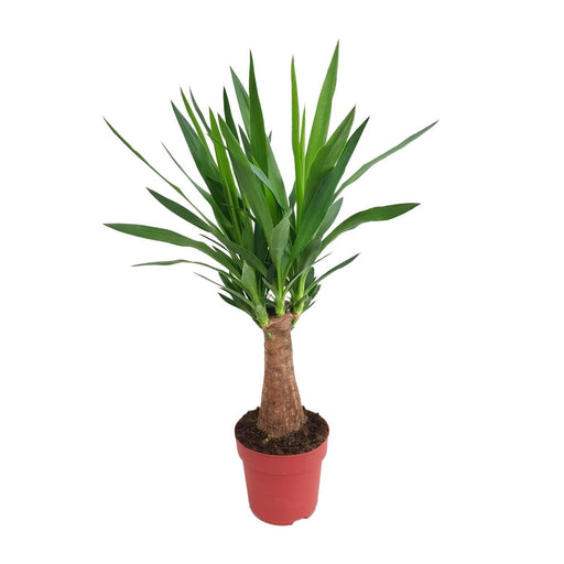Yucca Maya Træ