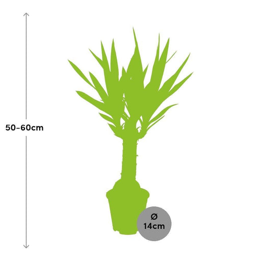 Yucca - Elefantfod