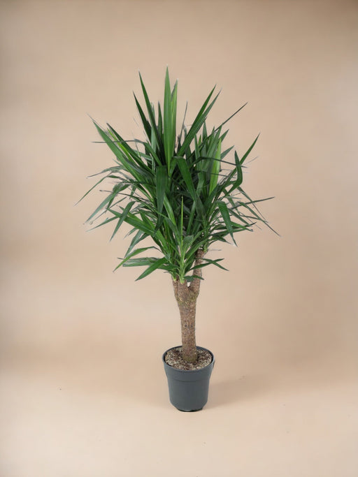 Elefantfods Yucca