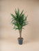 Elefantfods Yucca