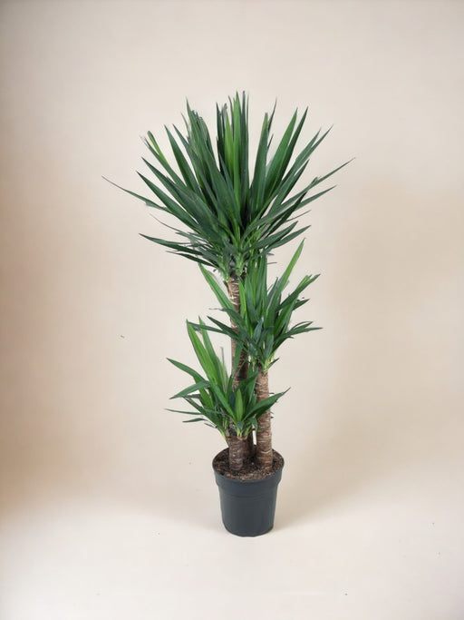 Elefantfods Yucca