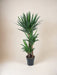 Elefantfods Yucca
