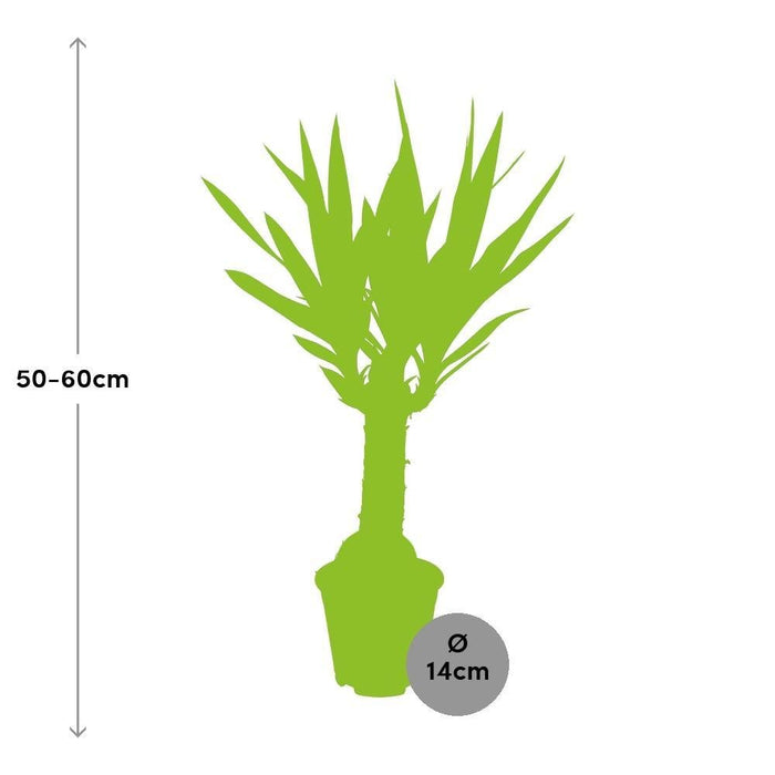 Yucca - Elefantfod