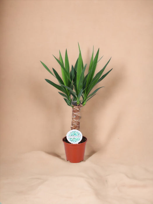 Yucca - Elefantfod