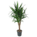 Elefantfods Yucca