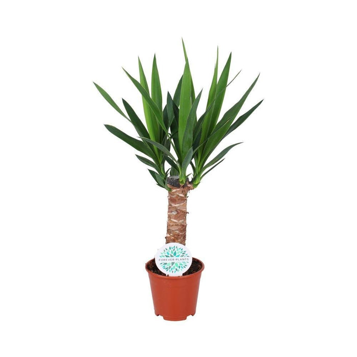 Yucca - Elefantfod