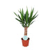 Yucca - Elefantfod