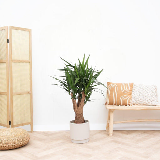 Elefantfods Yucca