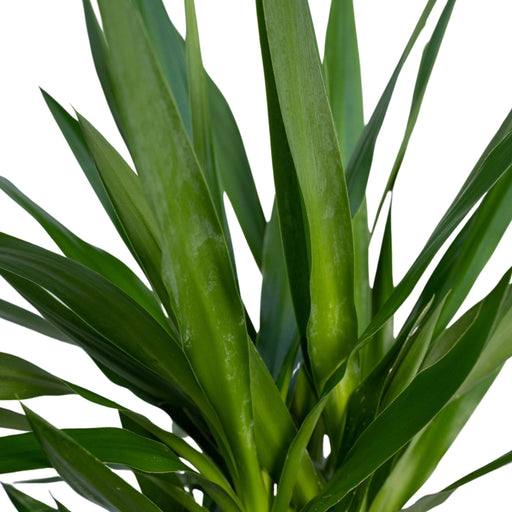 Yucca Xl H100,0Cm