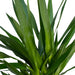 Yucca Xl H100,0Cm