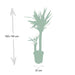 Yucca Xl H100,0Cm