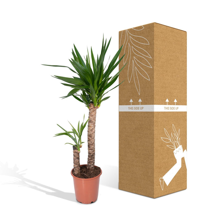Yucca Xl H100,0Cm