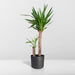 Yucca Xl H100,0Cm